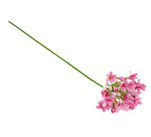 Agapanthus dark pink 73cm