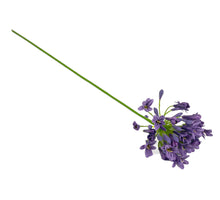 Agapanthus purple 73cm