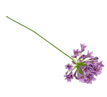 Agapanthus lila 73cm