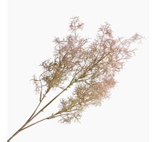 Cotinus Coggygria Peach 78cm