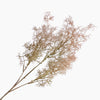 Cotinus Coggygria Peach 78cm