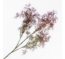 Cotinus Coggygria Red 78cm