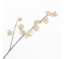 Physalis Spray Cream 85cm