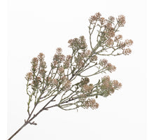 Sedum Spray Brown 80cm