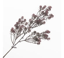 Sedum Spray Burgundy 80cm
