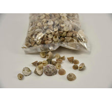 Muschel Echinellopsis Grandi 1kg