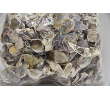 Muschel Austern Talaba 1kg