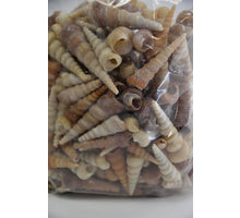 Shell Terebra Turitella 550gr