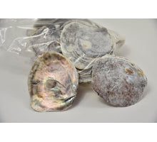 Shell Placuna 1kg