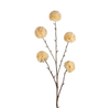 Pompom XL x5 L100cm cream