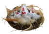 KÜKEN POLY AUF NEST 13X12X6,5 CM