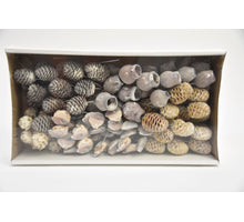 Leucadendron 10cm steker 100st white-wash