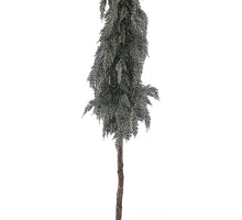 Zeder/Kegelbaum am Stamm im Topf 160cm Grün